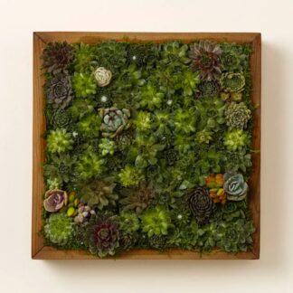 wall art made of succulent plants with a dark wood frame